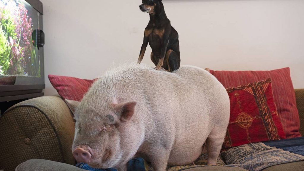 Tudo o que você precisa saber antes de adotar um mini pig