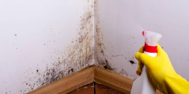 Aprenda a mistura mágica e barata para limpar mofo da parede