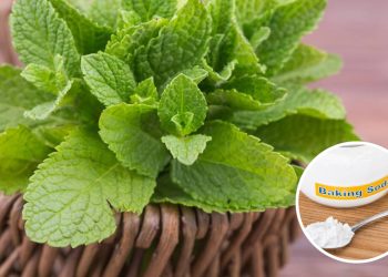 Diga adeus aos produtos tóxicos com hortelã e bicabornato