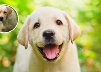 Os primeiros meses de vida do seu cão podem determinar o comportamento dele