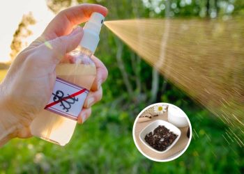 Dois ingredientes que afastam insetos e deixam a casa cheirosa