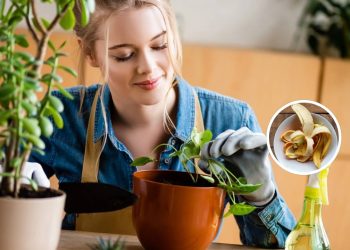 Se suas plantas estão murchas talvez falte esse ingrediente secreto