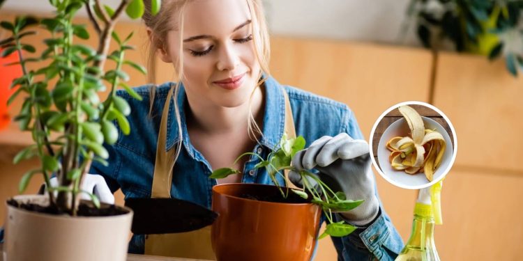 Se suas plantas estão murchas talvez falte esse ingrediente secreto