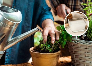 Água do arroz vira adubo líquido e ajuda a deixar as folhas mais verdes com uso moderado