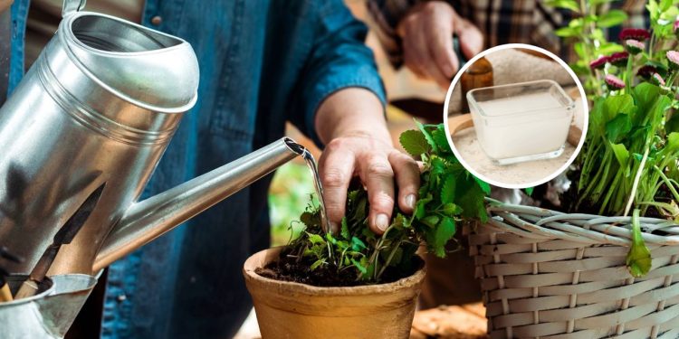 Água do arroz vira adubo líquido e ajuda a deixar as folhas mais verdes com uso moderado