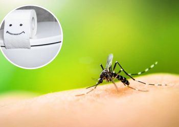 Como o papel higiênico pode acabar com mosquitos em casa?
