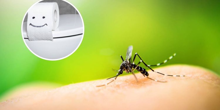 Como o papel higiênico pode acabar com mosquitos em casa?