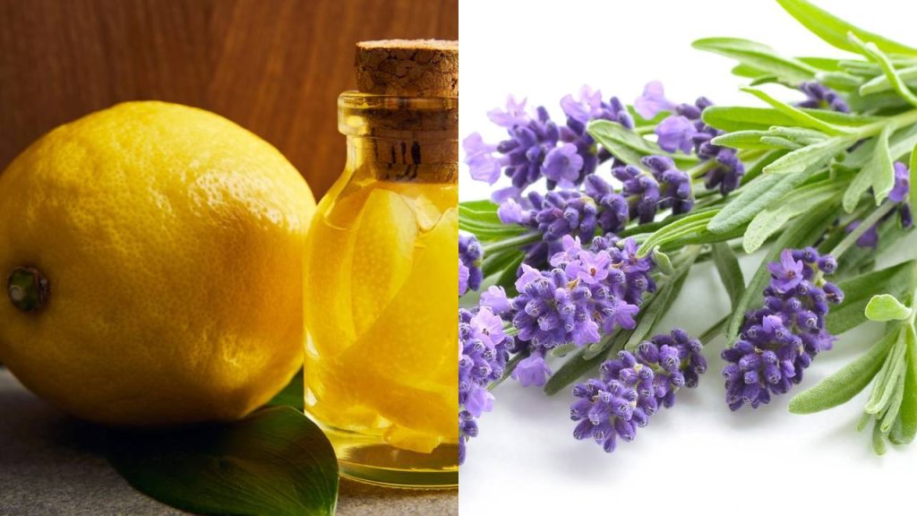 Ferver cascas de limão e lavanda: por que recomendam fazê-lo e para que serve?