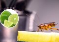 Como o limão cria uma barreira natural contra baratas?