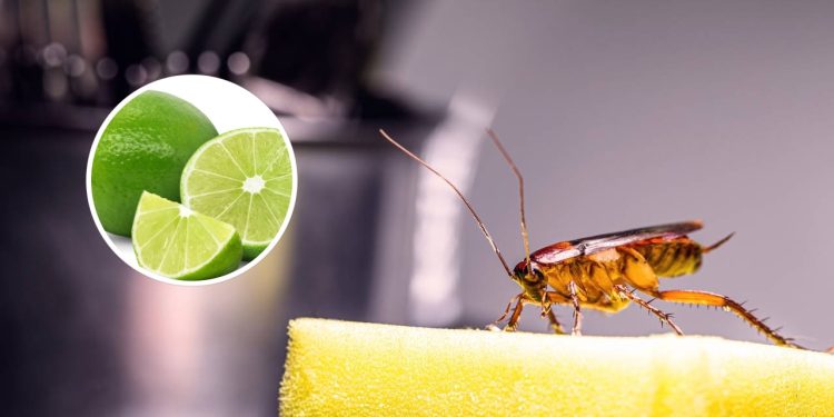 Como o limão cria uma barreira natural contra baratas?