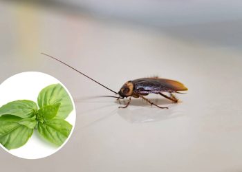Como usar manjericão para afastar baratas da cozinha com um repelente caseiro simples