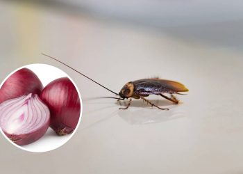 Como usar cebola para afastar baratas da cozinha de forma natural