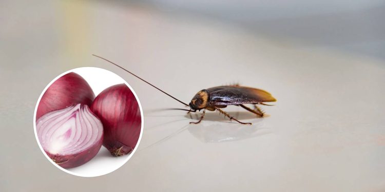 Um truque simples que voltou a circular nas redes é o uso da cebola como repelente natural - Créditos: depositphotos.com / Ztranger, depositphotos.com / gresey
