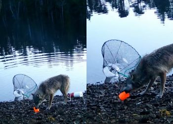 Lobo selvagem usa linha de pesca e surpreende cientistas com inteligência