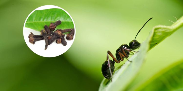 Formigas na cozinha? Use cravo-da-índia e resolva rápido