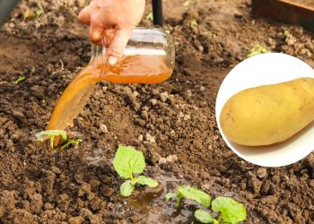 Como fazer adubo de batata para suas plantas crescerem rápido