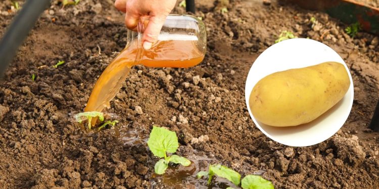 Além do uso direto em pó, a casca de batata também pode ser transformada em adubo líquido - Créditos: depositphotos.com / tanitost, depositphotos.com / carlovilla
