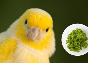 Esqueça a alface: essas são as 3 verduras que deixam o seu canário muito mais forte