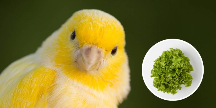 Esqueça a alface: essas são as 3 verduras que deixam o seu canário muito mais forte