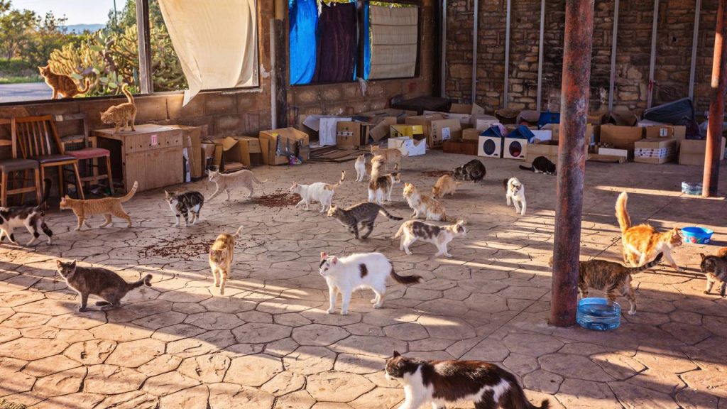 gatos 