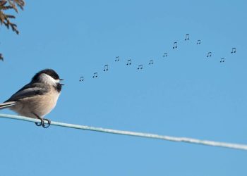 Os 5 cantos de aves mais bonitos do mundo, segundo especialistas