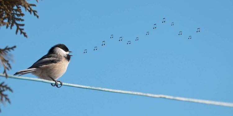 Os 5 cantos de aves mais bonitos do mundo, segundo especialistas