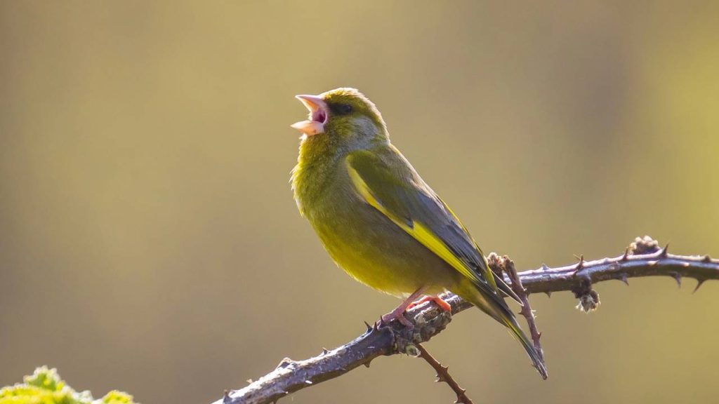 Os 5 cantos de aves mais bonitos do mundo, segundo especialistas