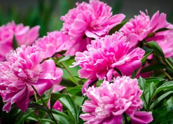 A beleza e o aroma das peônias podem transformar seu jardim