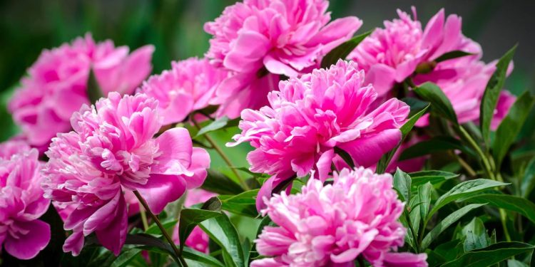 A beleza e o aroma das peônias podem transformar seu jardim