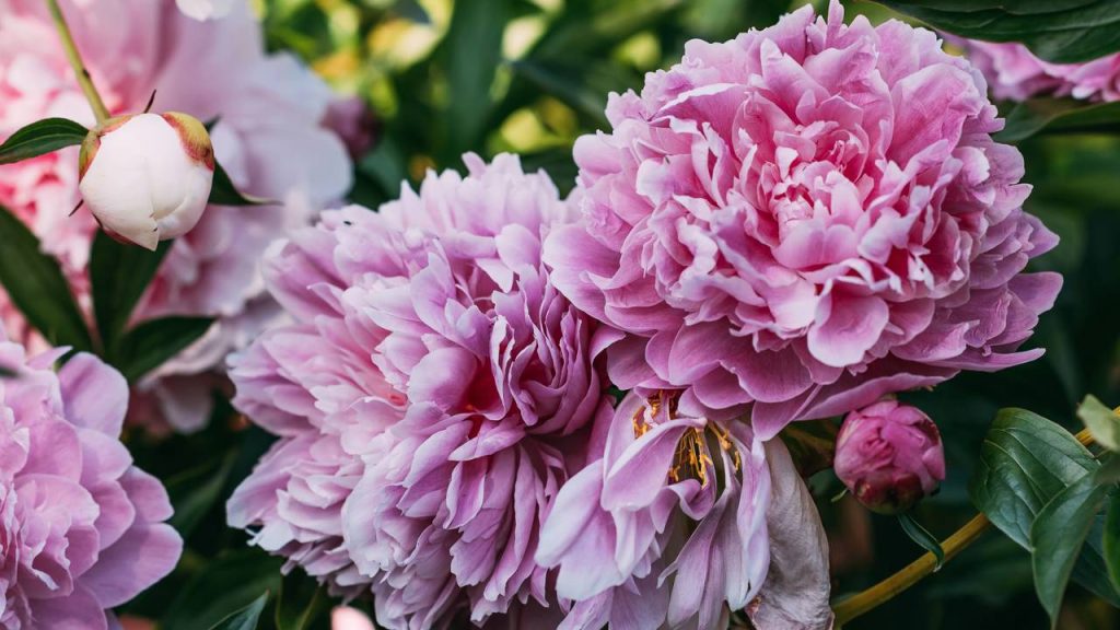 A beleza e o aroma das peônias podem transformar seu jardim