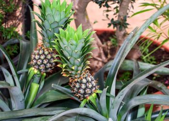 A coroa do abacaxi vira uma planta tropical linda e você só precisa de vaso e paciência