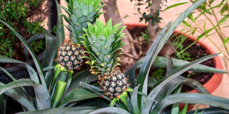 A coroa do abacaxi vira uma planta tropical linda e você só precisa de vaso e paciência