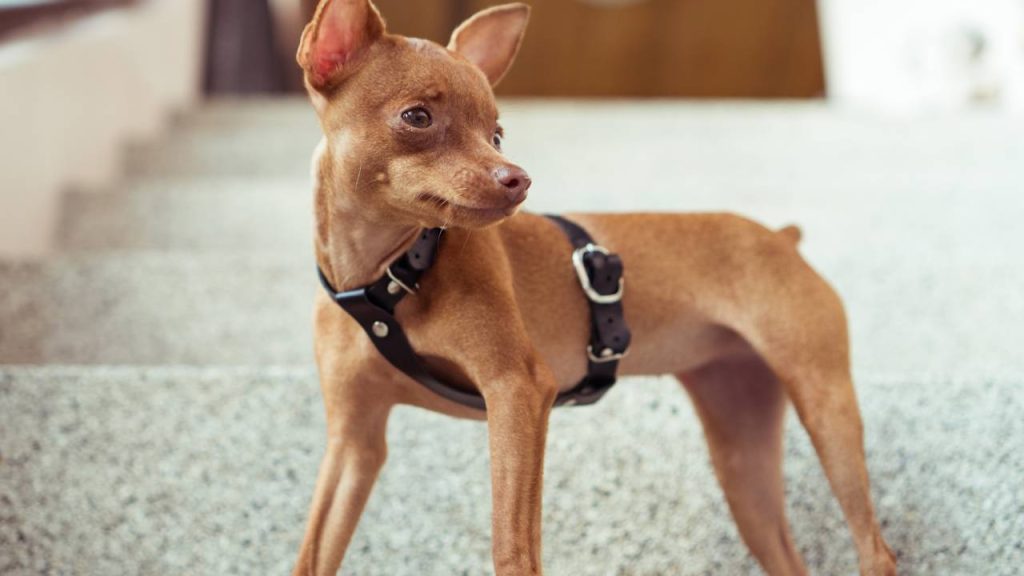 Cães pequenos