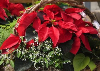 Conheça a Flor-do-Natal e os cuidados que prolongam sua beleza além da ceia