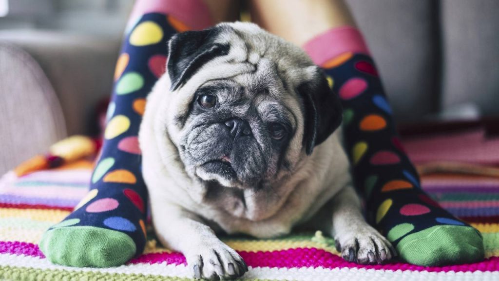 As 4 raças de cães mais calmas para casas e apartamentos pequenos