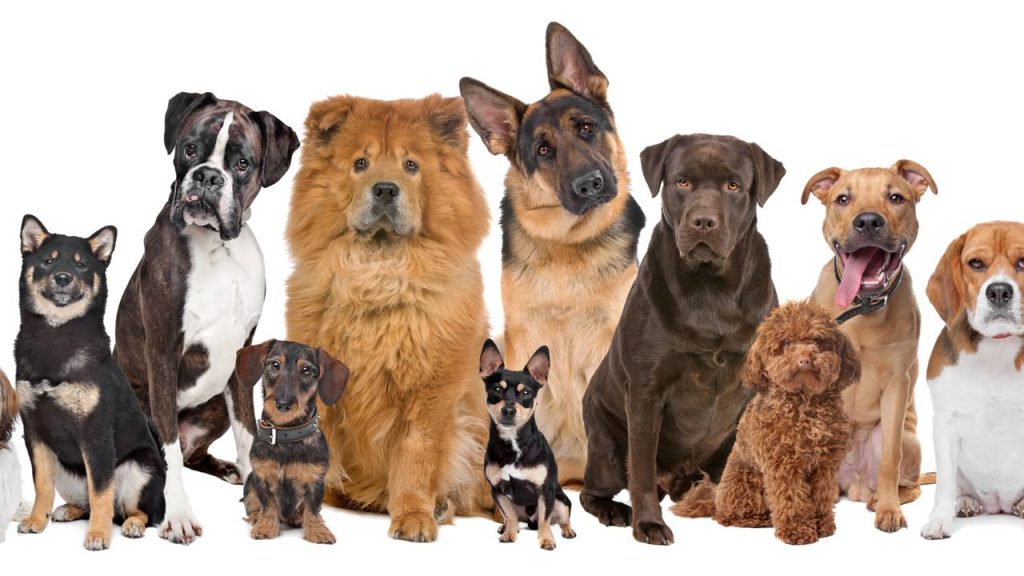 Quais são as raças de cães mais baratas e mais caras do Brasil?