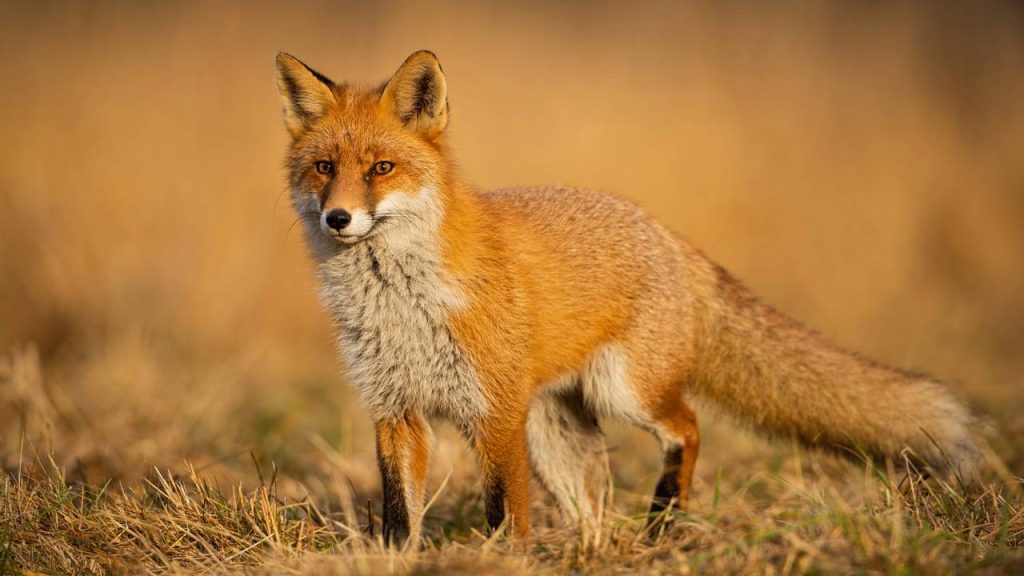 Qual animal te representa segundo a sua data de nascimento?