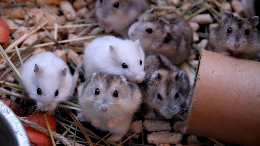 Ratos são realmente inteligentes assim? Entenda o que eles conseguem fazer e muita gente não imagina