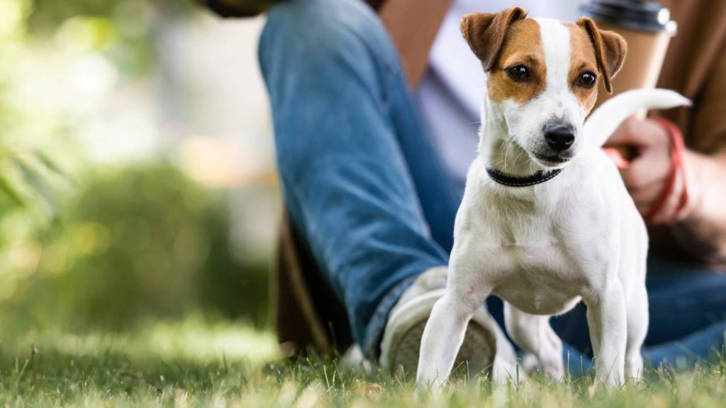 Por que seu pet não sai de perto de você? Veja causas comuns e sinais de alerta