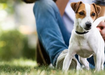 Por que seu pet não sai de perto de você? Veja causas comuns e sinais de alerta