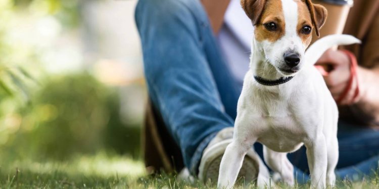 Por que seu pet não sai de perto de você? Veja causas comuns e sinais de alerta