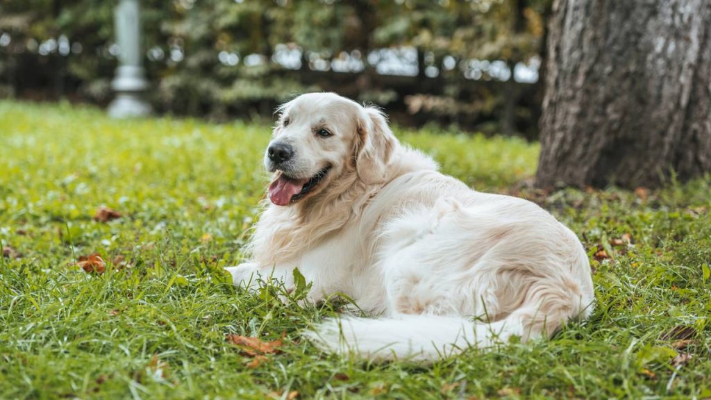 A posição do rabo do seu cachorro pode estar dizendo algo que você nunca percebeu antes