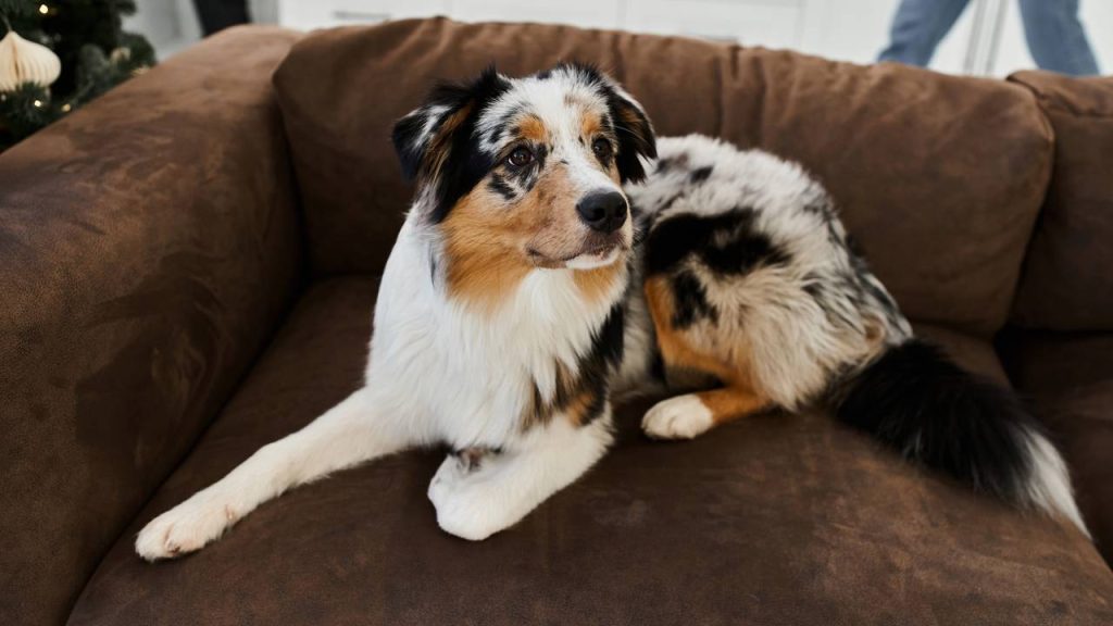 A posição do rabo do seu cachorro pode estar dizendo algo que você nunca percebeu antes