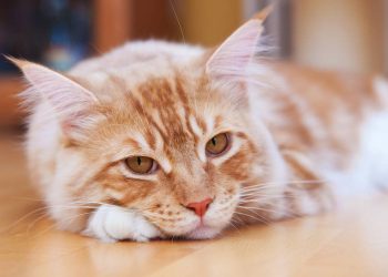 Comportamentos que mostram que seu gato precisa de atenção urgente
