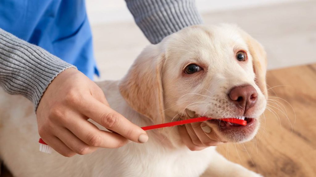 Como cuidar da saúde bucal do seu pet, segundo especialistas