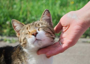 Lugares onde seu gato adora receber carinho e como reconhecer os sinais