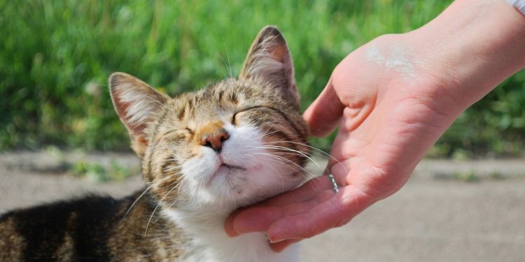 Lugares onde seu gato adora receber carinho e como reconhecer os sinais