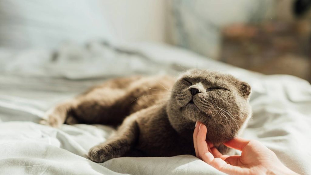 Lugares onde seu gato adora receber carinho e como reconhecer os sinais