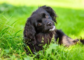O que seu cão quer dizer quando inclina a cabeça? A resposta vai além do que você imagina