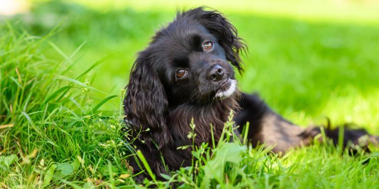 O que seu cão quer dizer quando inclina a cabeça? A resposta vai além do que você imagina